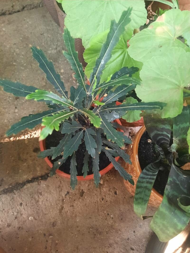 Plerandra elegantissima flower