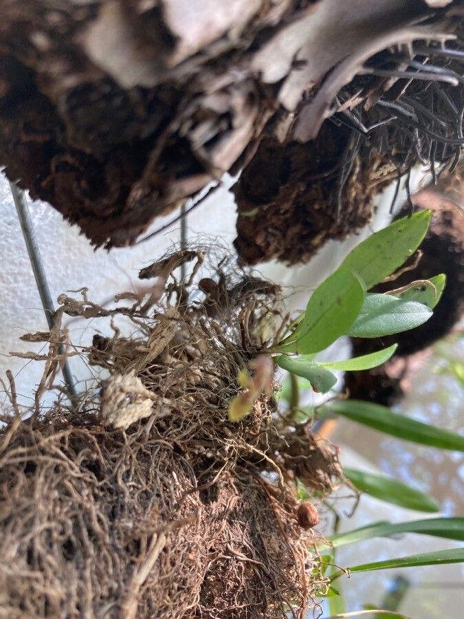 Stelis argentata flower