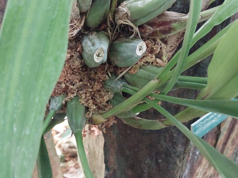 Coelogyne huettneriana bark