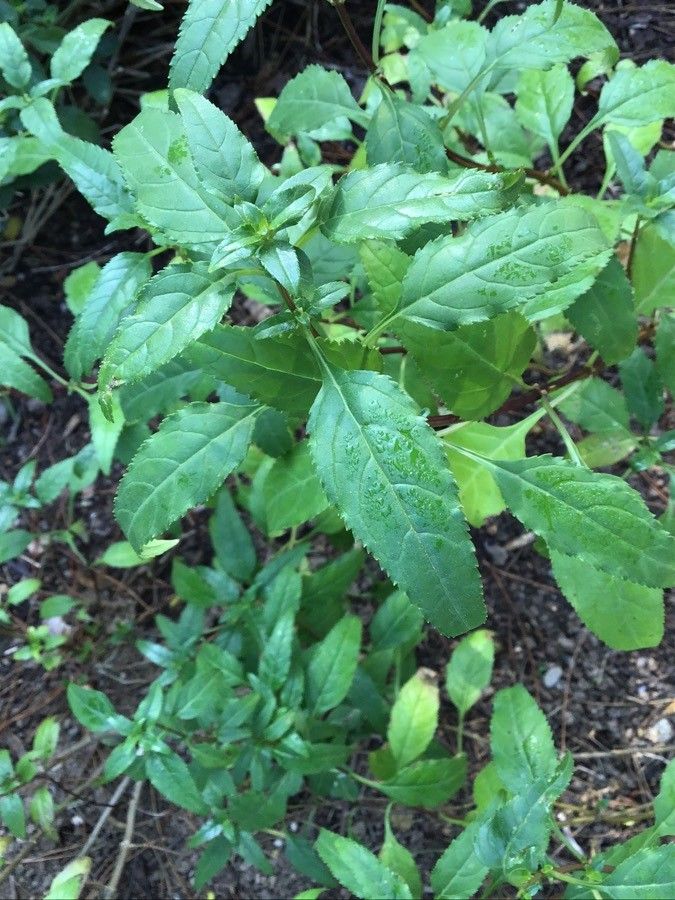 Phygelius capensis leaf