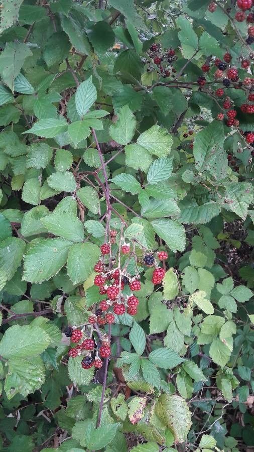 Rubus gratus — search result for 'Rubus'