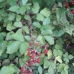 Rubus gratus