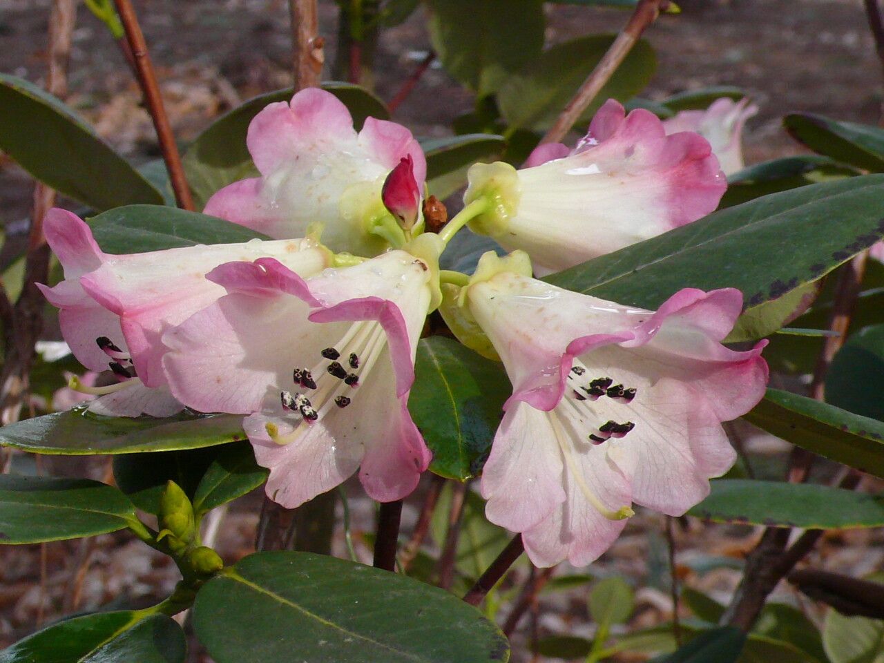 Rhododendron stewartianum flower