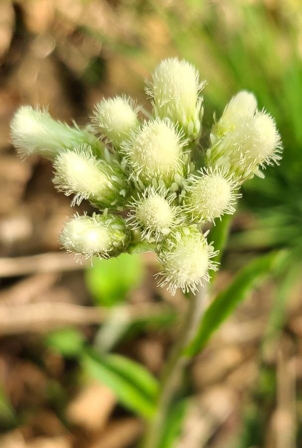Antennaria parlinii flower