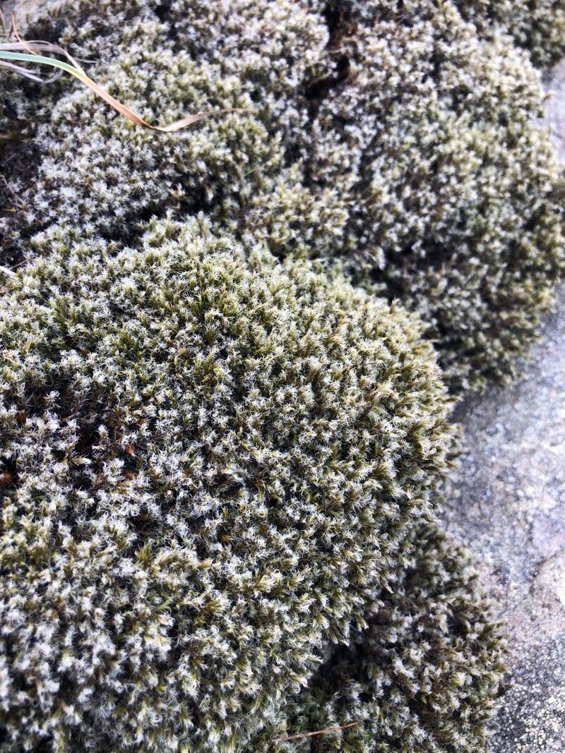 Paronychia sessiliflora leaf