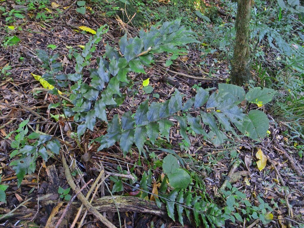 Cyrtomium luctuosum habit