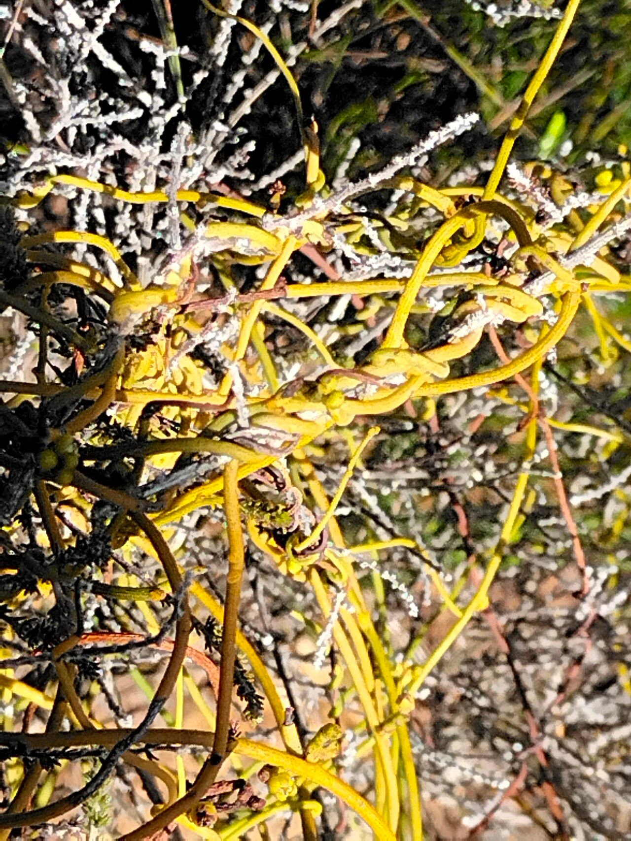 Cassytha ciliolata bark