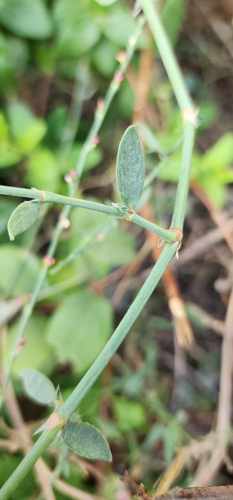 Polygonum iranicum bark