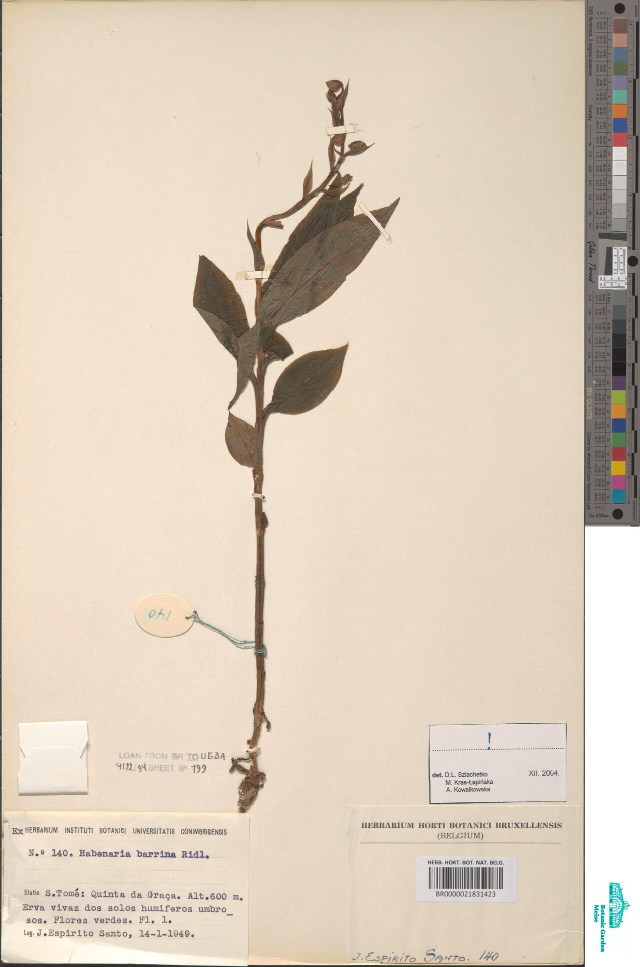 Habenaria barrina — houseplant care guide