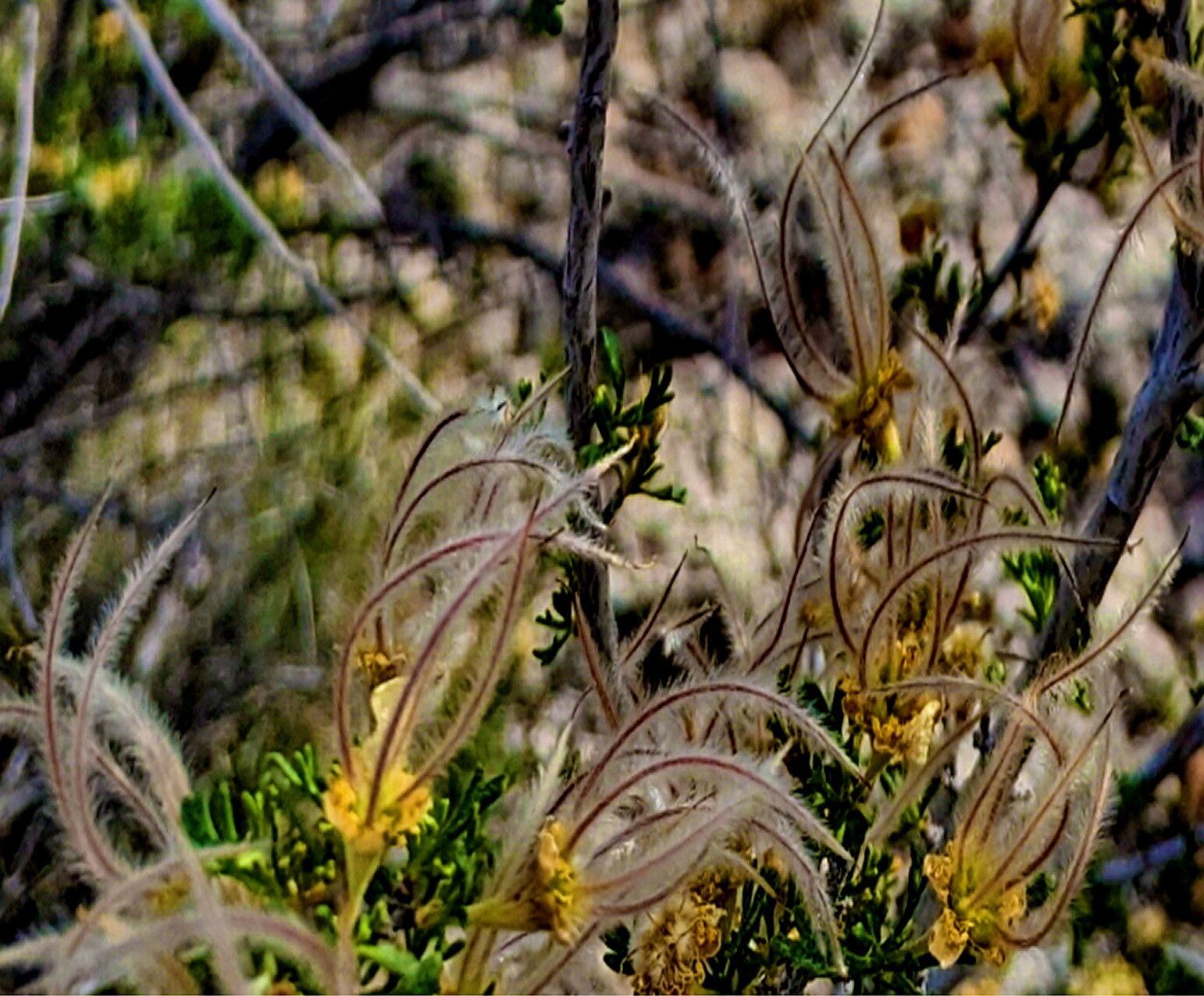 Purshia subintegra — houseplant care guide