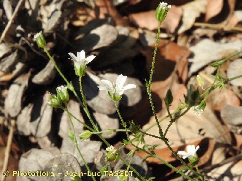 Arenaria cinerea flower