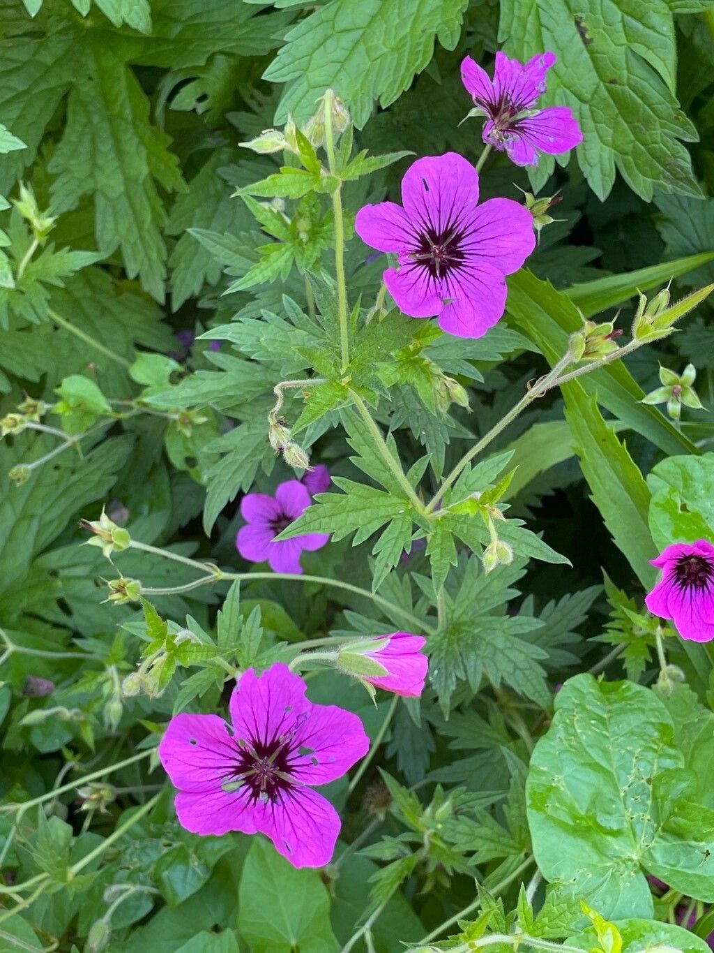 Geranium psilostemon leaf