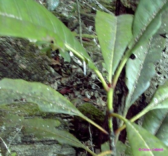Ixora kuakuensis habit