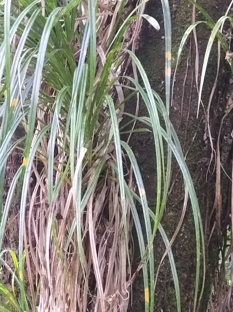 Astelia solandri leaf