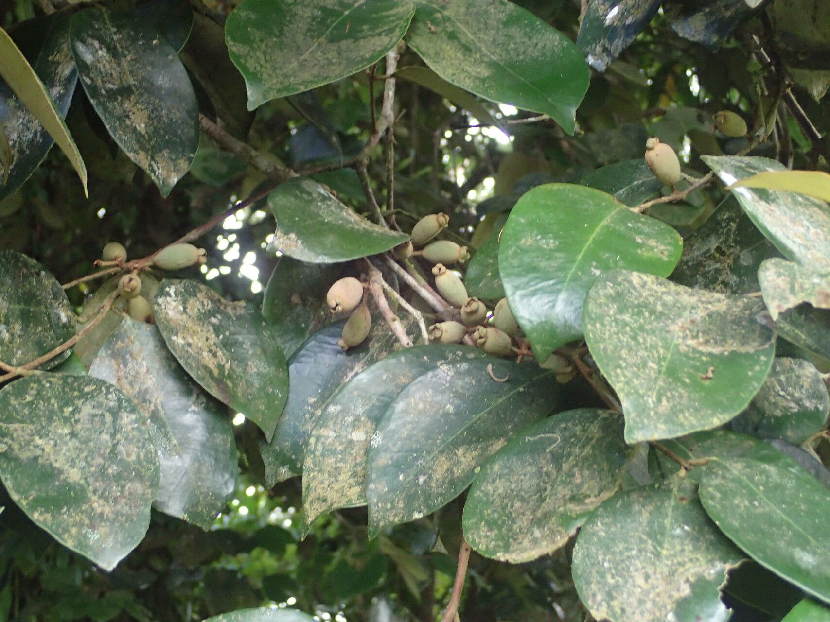 Eugenia gregii other