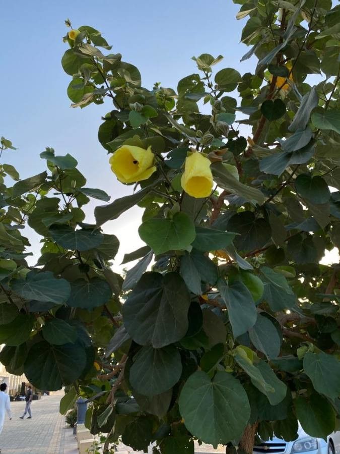 Talipariti tiliaceum leaf