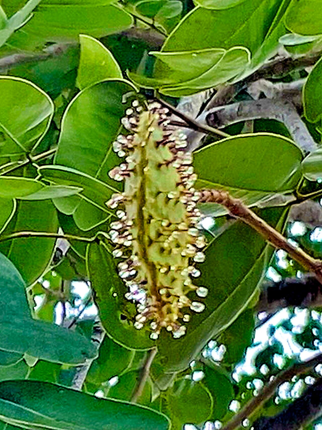 Sindora siamensis — related species from the same genus