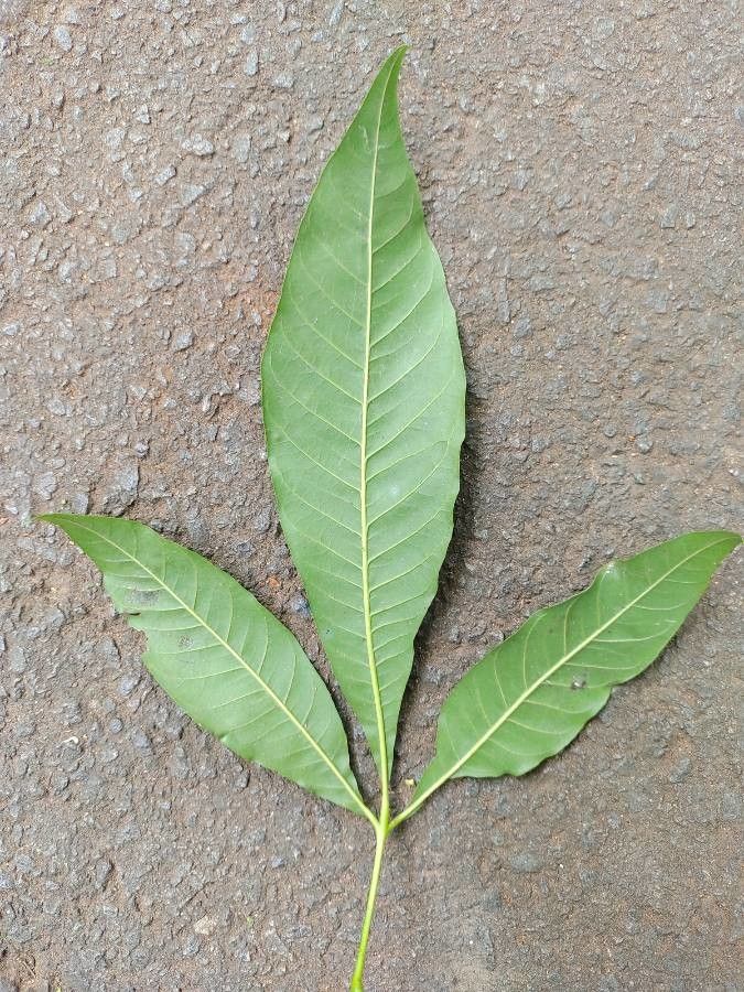 Trichilia claussenii leaf