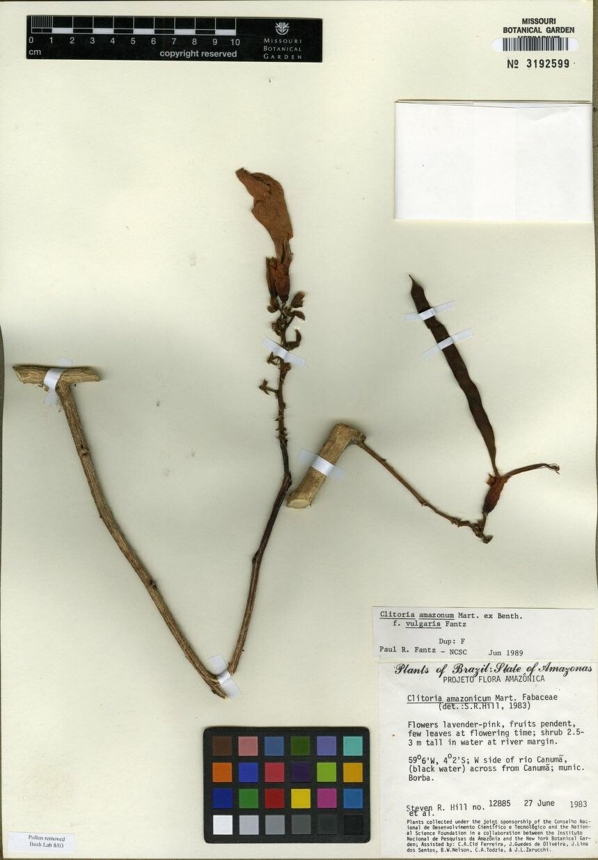 Clitoria amazonum other