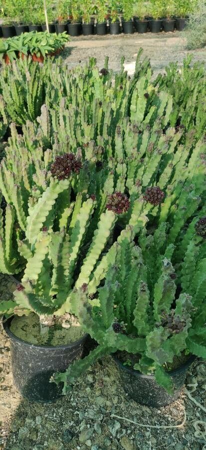 Caralluma arabica habit