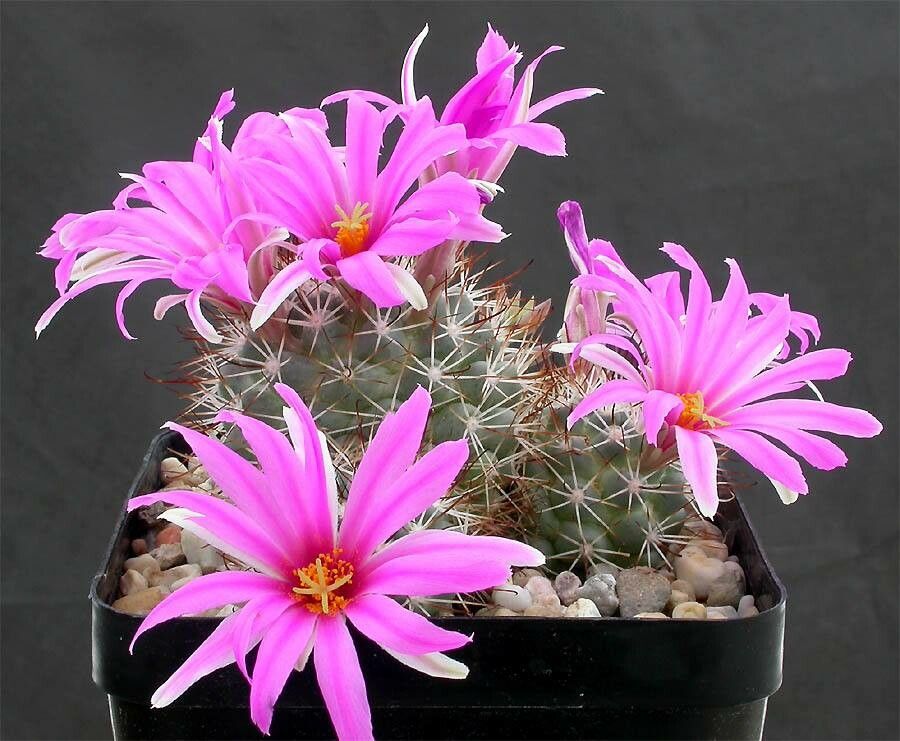 Cochemiea schumannii habit