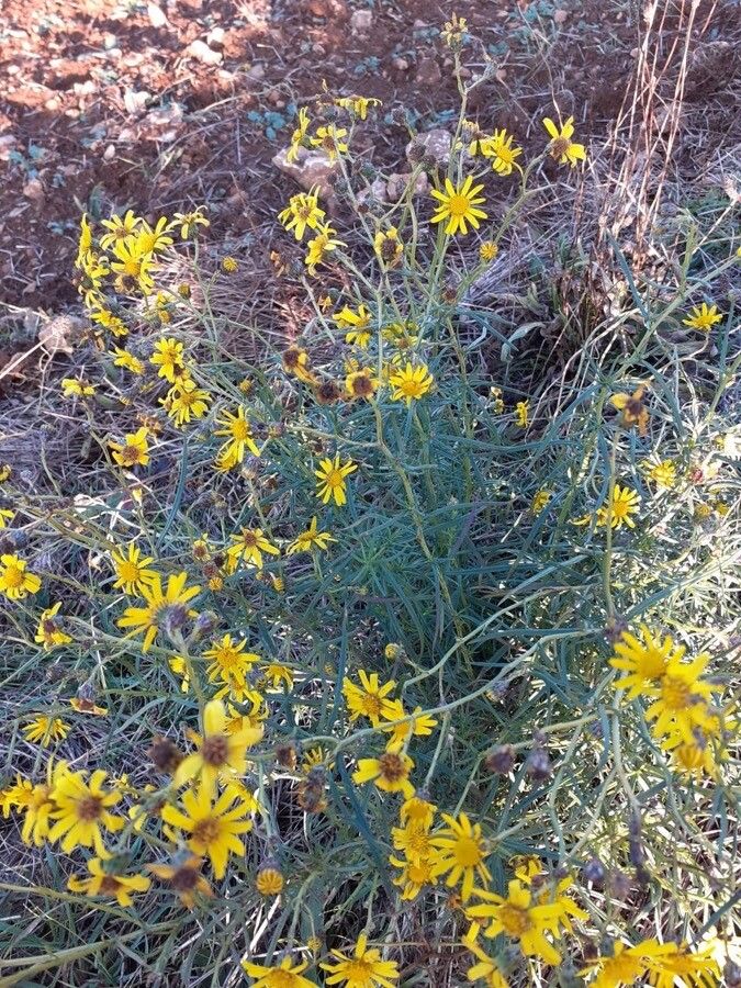 Senecio inaequidens flower