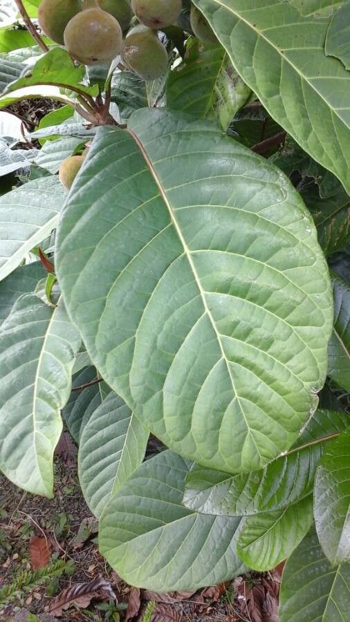 Ficus habrophylla — houseplant care guide