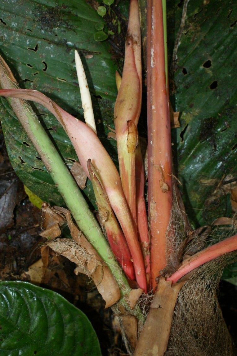 Philodendron asplundii — houseplant care guide