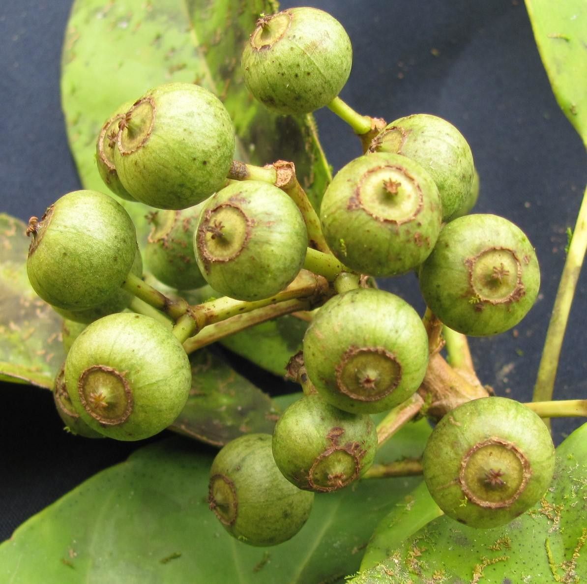 Dendropanax caucanus fruit