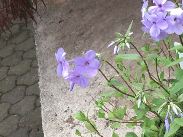 Phlox stolonifera flower