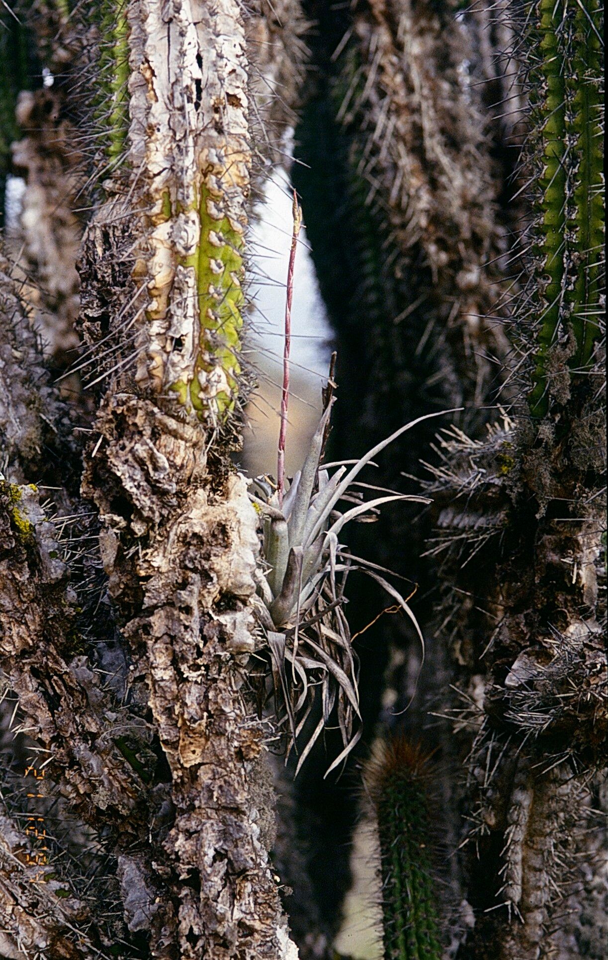 Tillandsia geissei — houseplant care guide