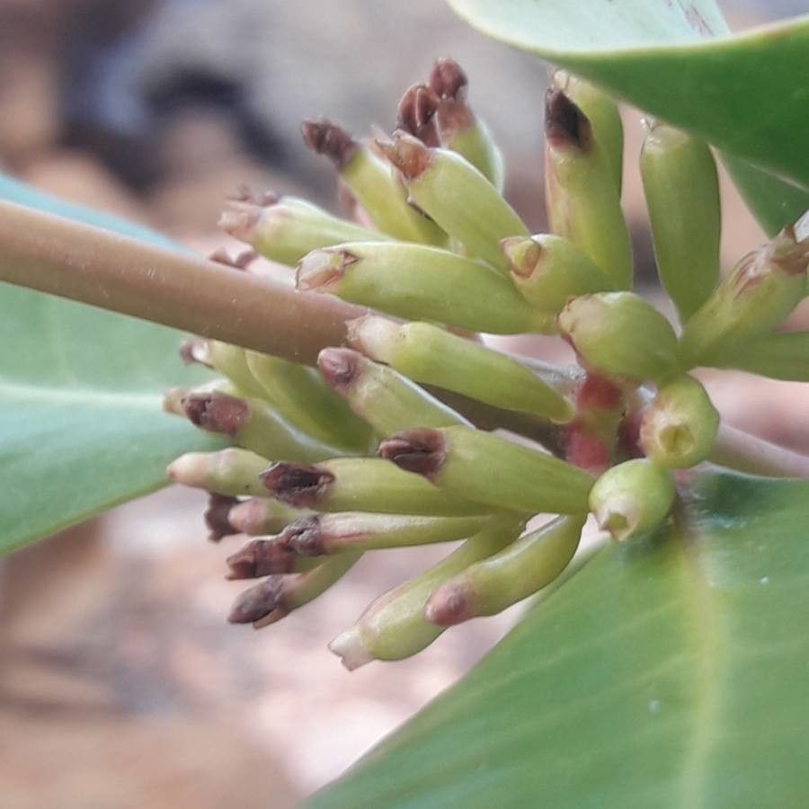 Scyphiphora hydrophylacea fruit