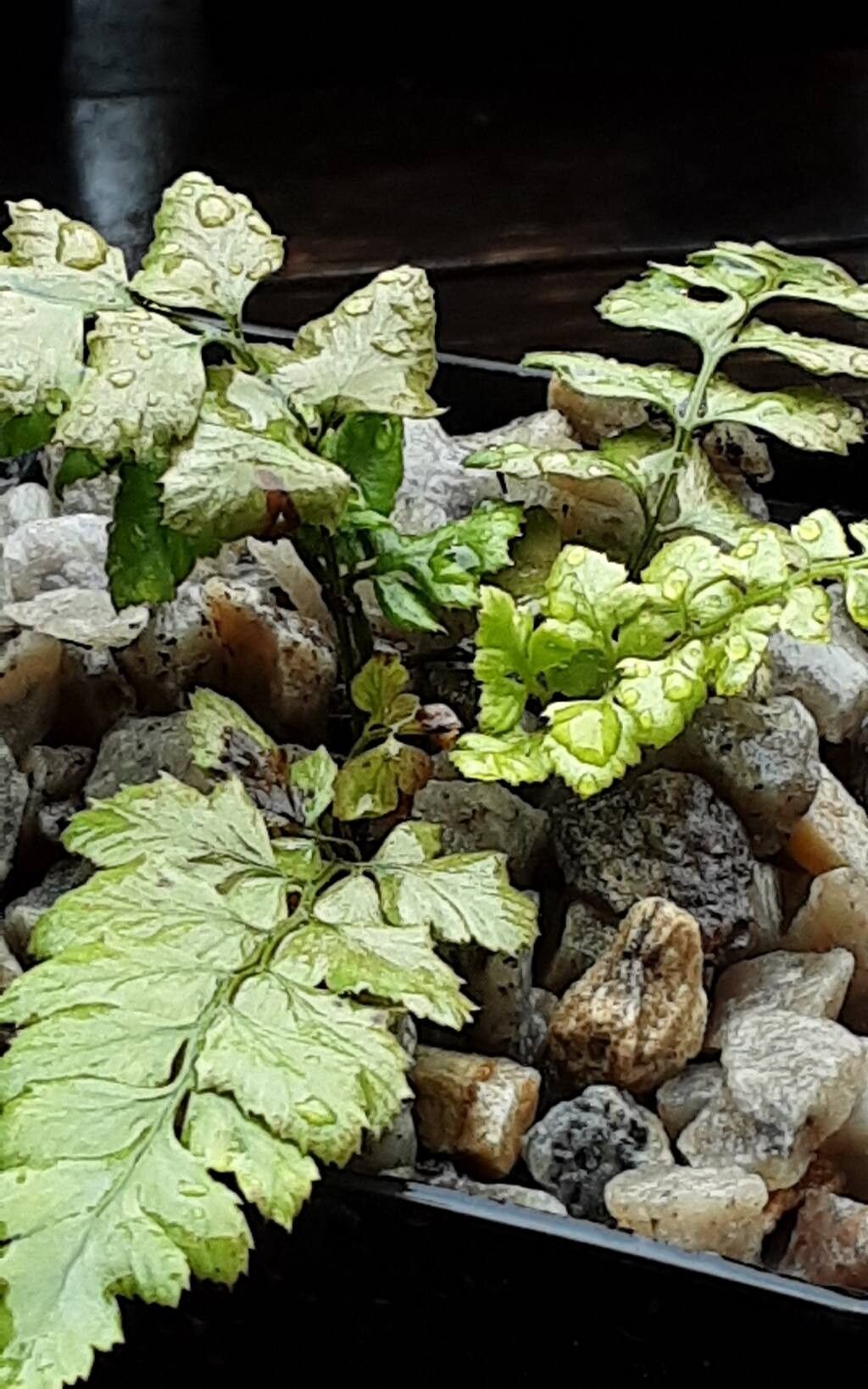 Polystichum otophorum habit
