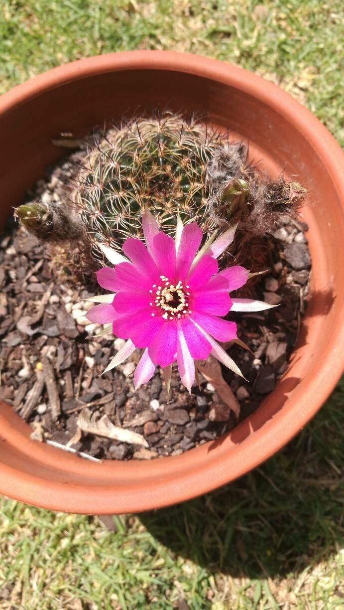 Lobivia tiegeliana flower