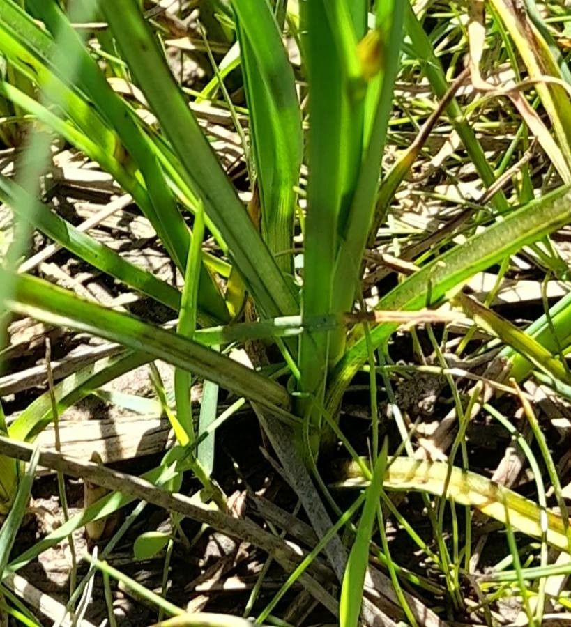 Carex divisa — houseplant care guide