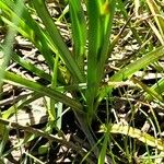 Carex divisa