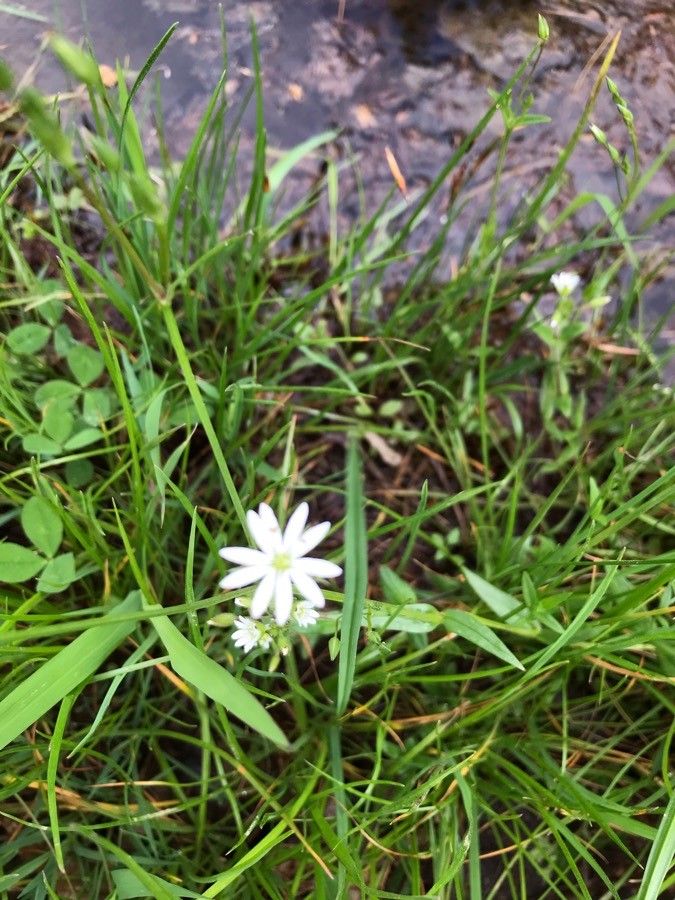Stellaria longipes — search result for 'Stellaria'