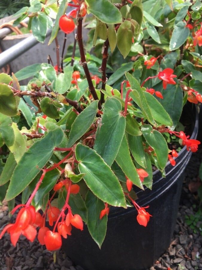 Begonia rubriflora flower