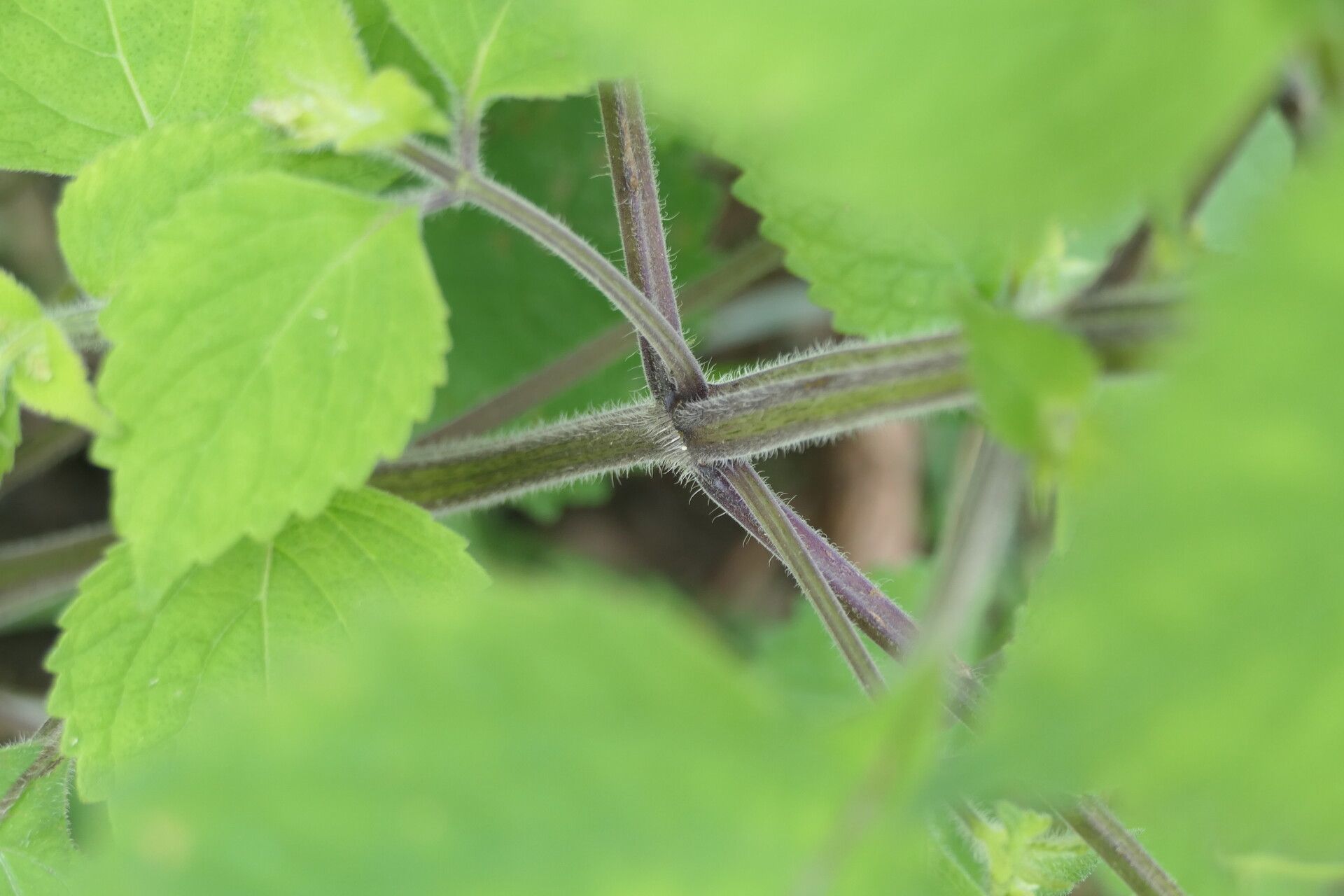 Plectranthus grallatus bark