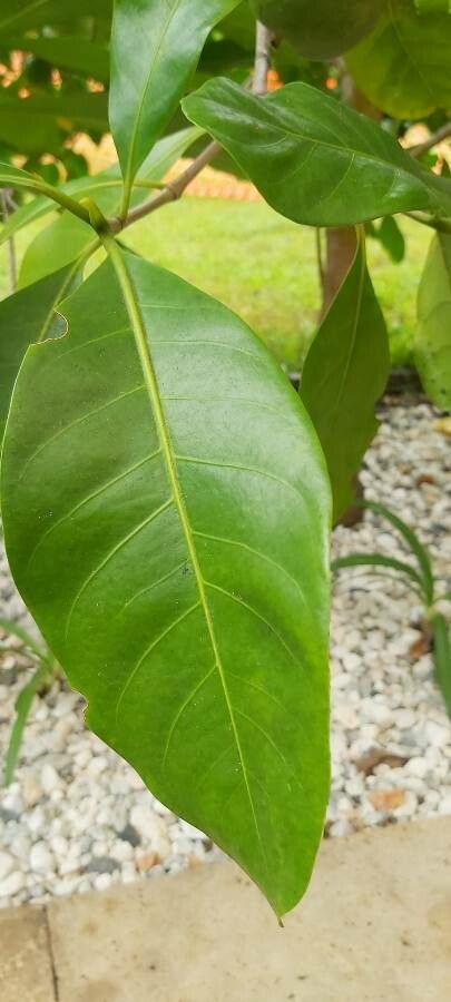 Atractocarpus fitzalanii leaf