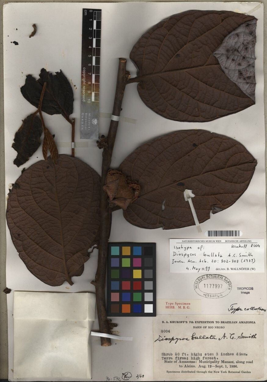 Diospyros bullata — houseplant care guide