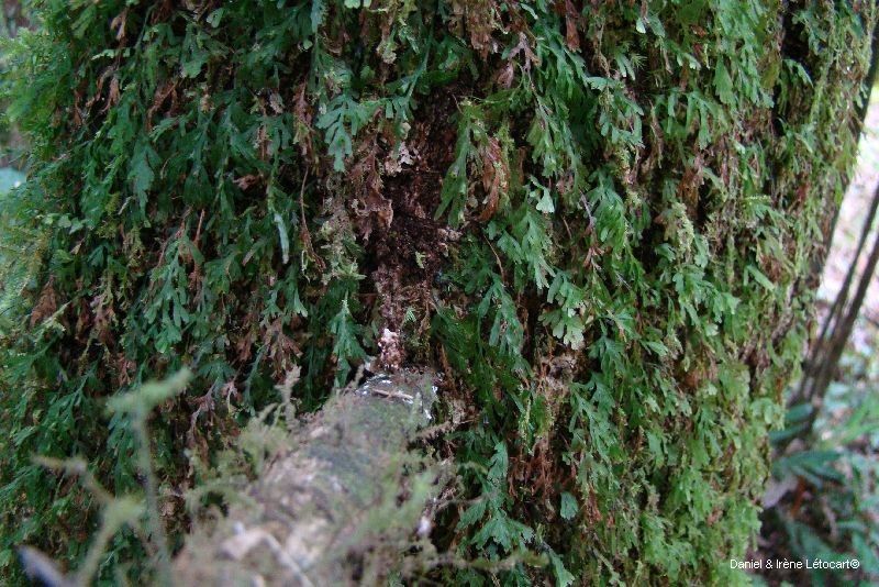 Trichomanes humile bark