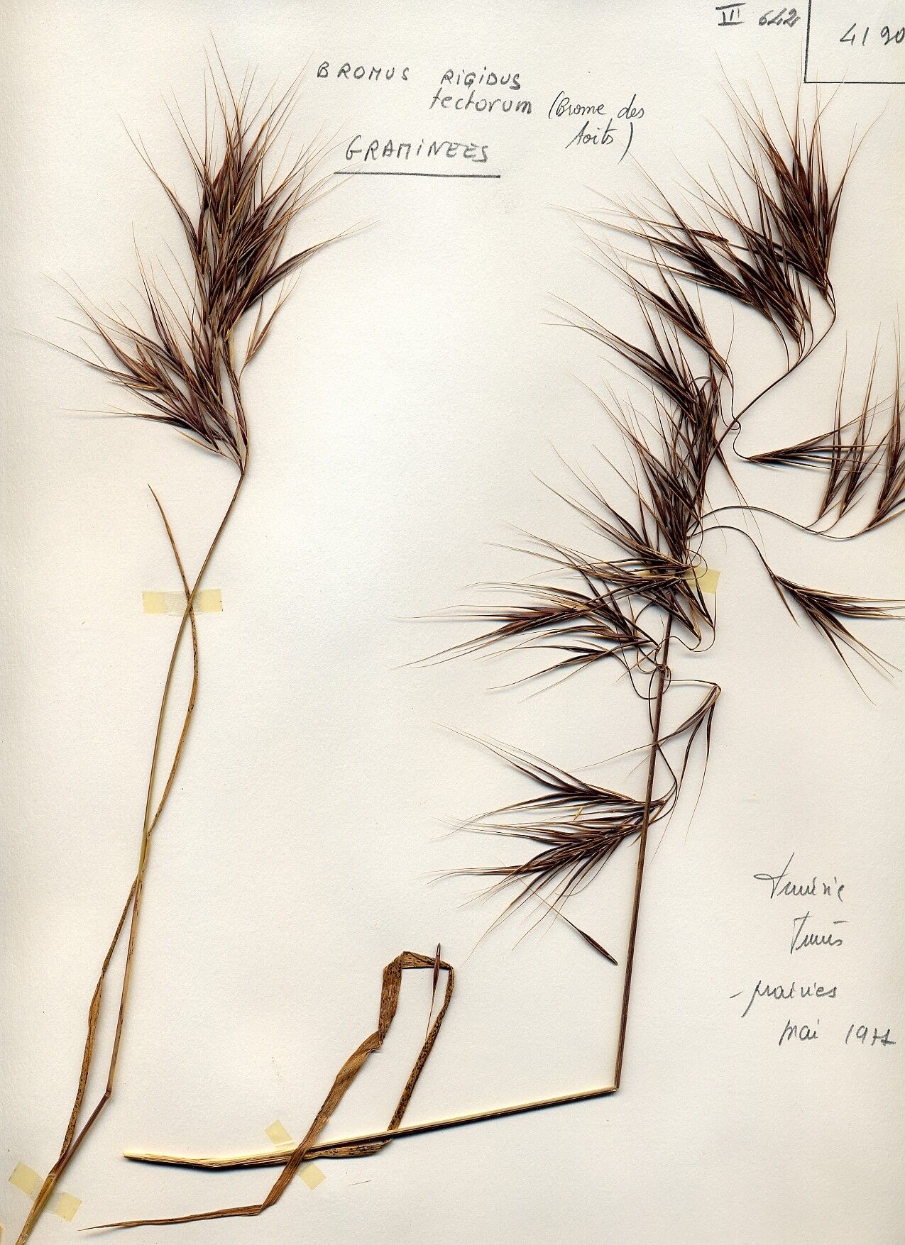 Bromus rigidus flower