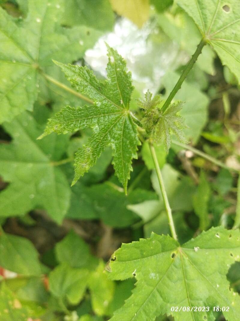 Hibiscus hispidissimus — search result for 'Hibiscus'
