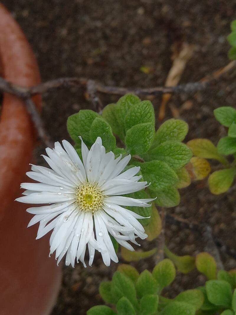 Commidendrum rugosum flower