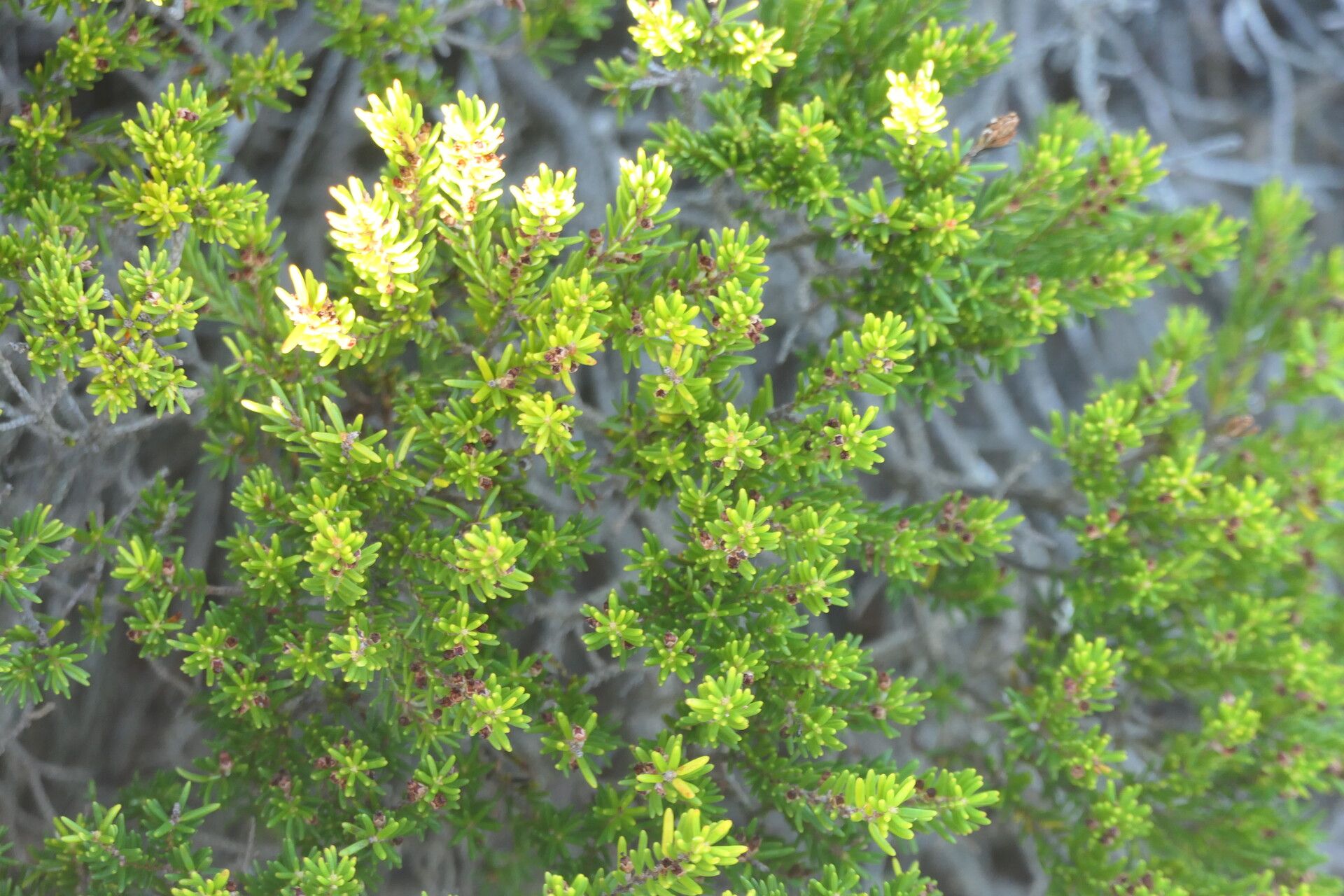 Erica coarctata leaf