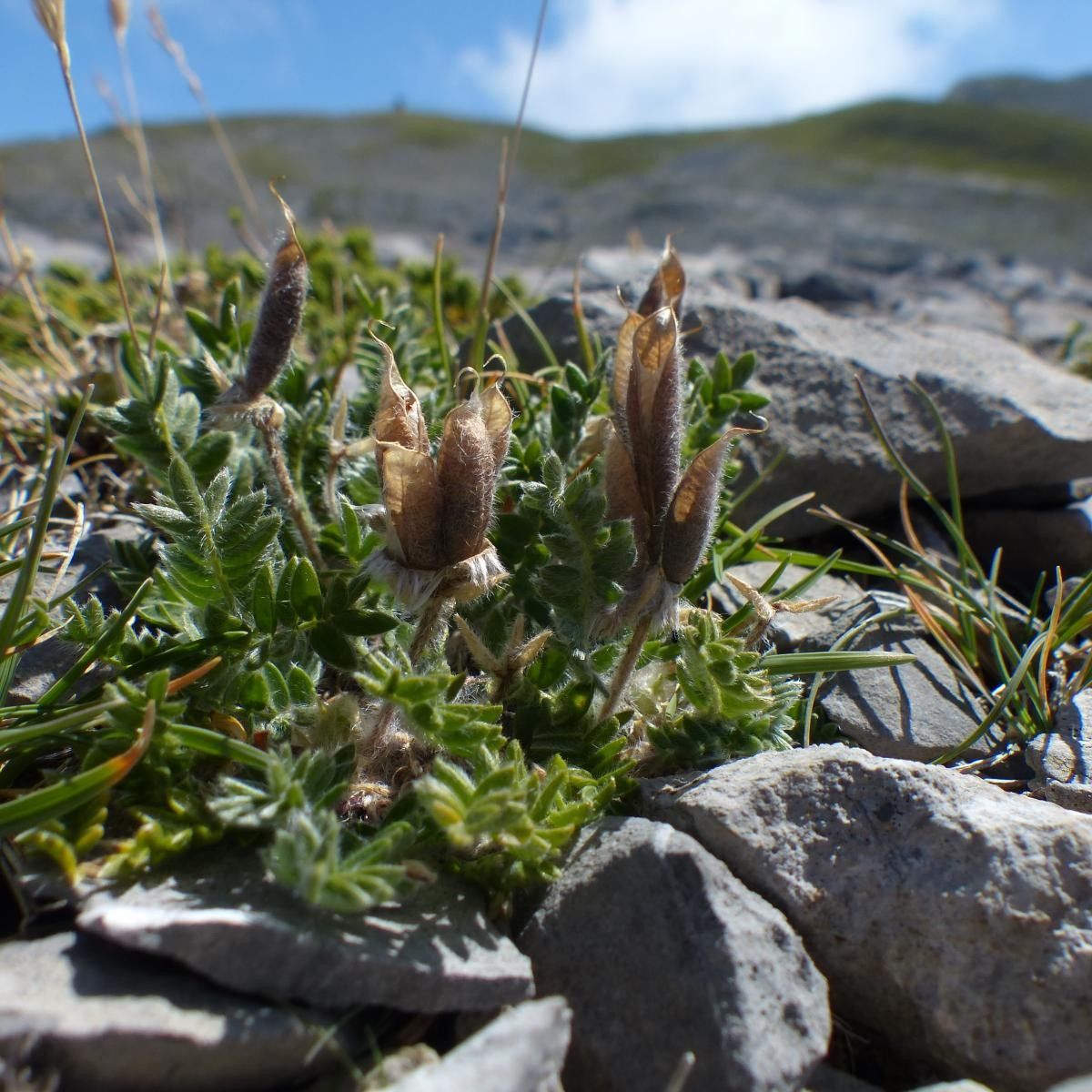 Oxytropis foucaudii habit