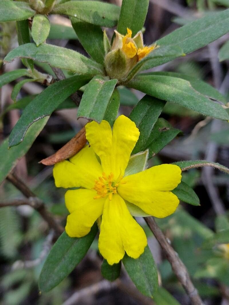 Hibbertia saligna flower