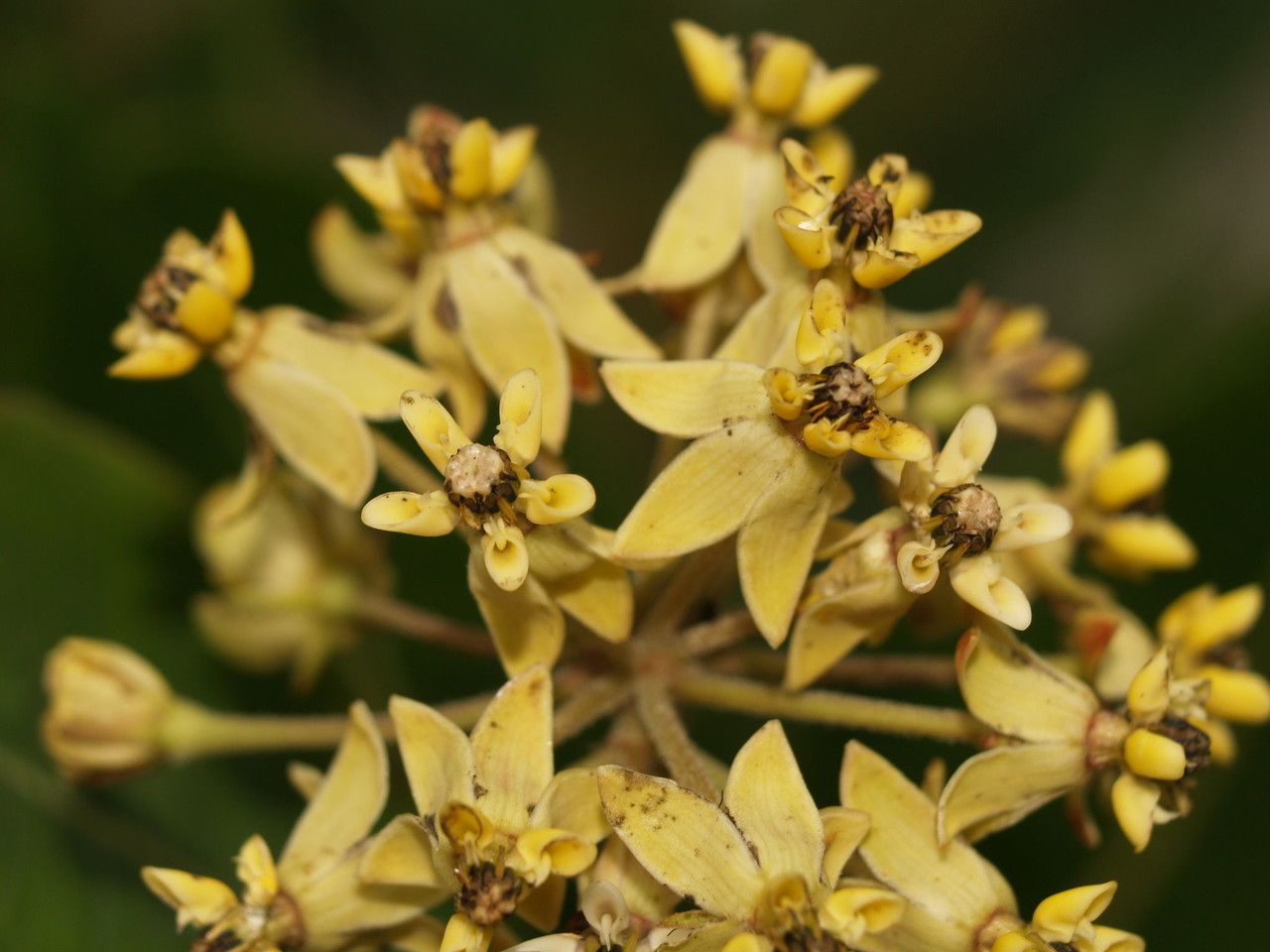 Asclepias lanuginosa — search result for 'Asclepias'