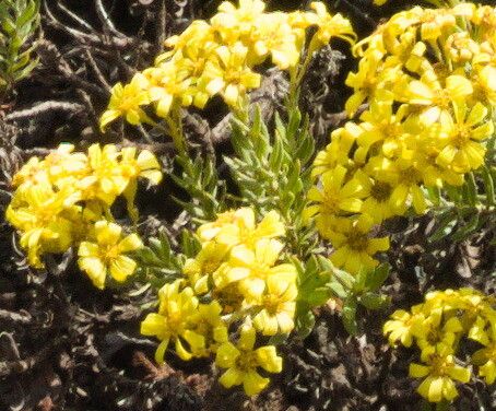 Hubertia tomentosa flower